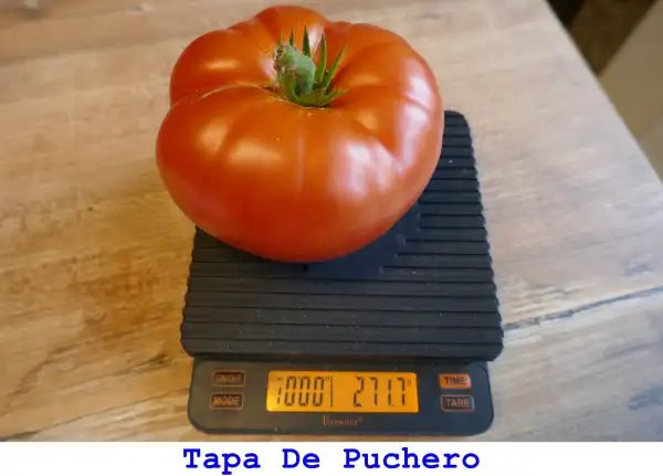 Tomaten: Tapa De Puchero