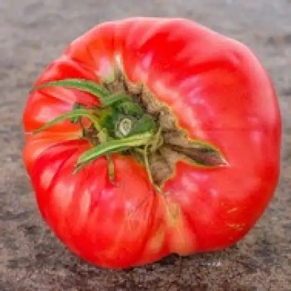 Tomaten: Tappy