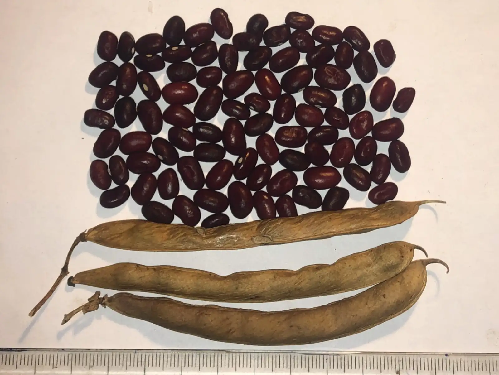 Bohnen: Tarahumara Bakamina