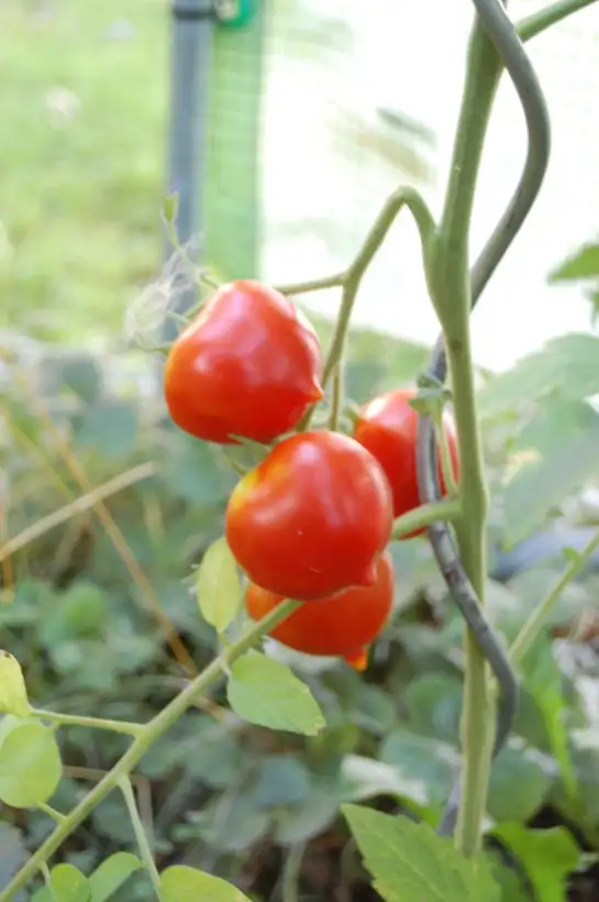 Tomaten: Tarasenko