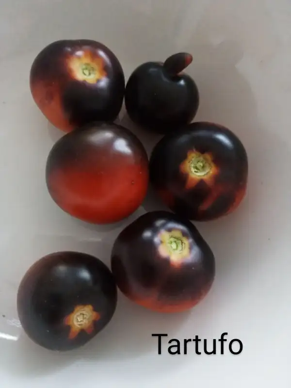 Tomaten: Tartufo,