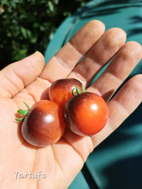 Tomaten: Tartufo 2025