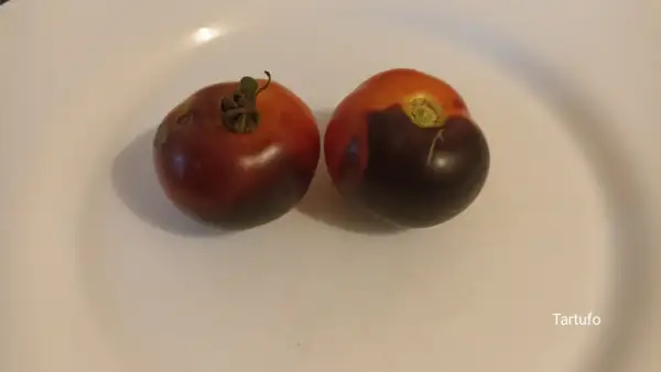 Tomaten: Tartufo