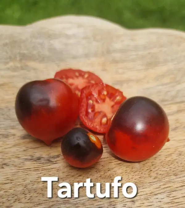 Tomaten: Tartufo