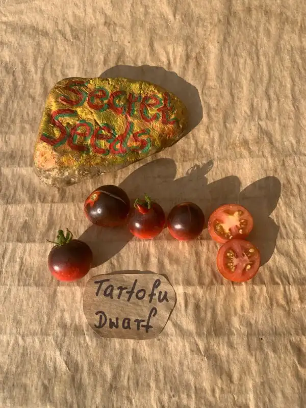 Tomaten: Tartufo