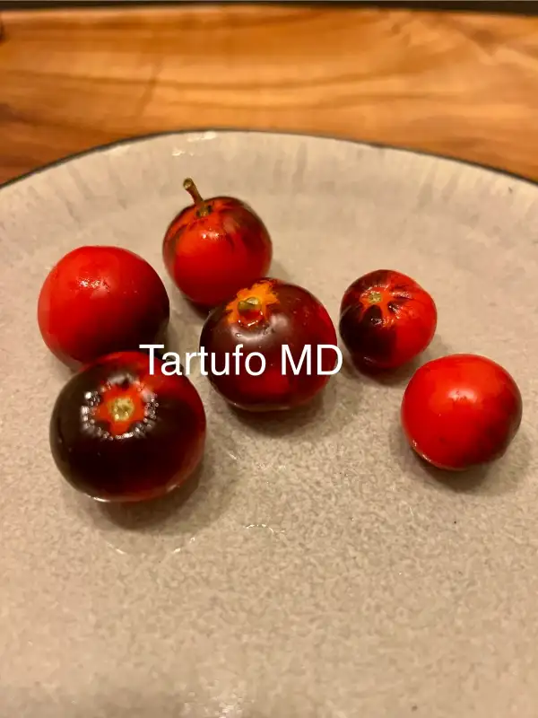 Tomaten: Tartufo MD