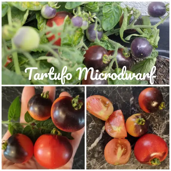 Tomaten: Tartufo Microdwarf