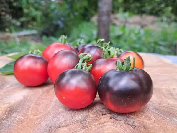 Tomaten: Tartufo (Zwergbuschtomate)