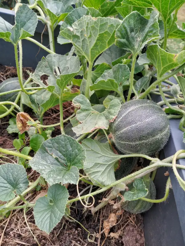 Melonen: Taschen Melone