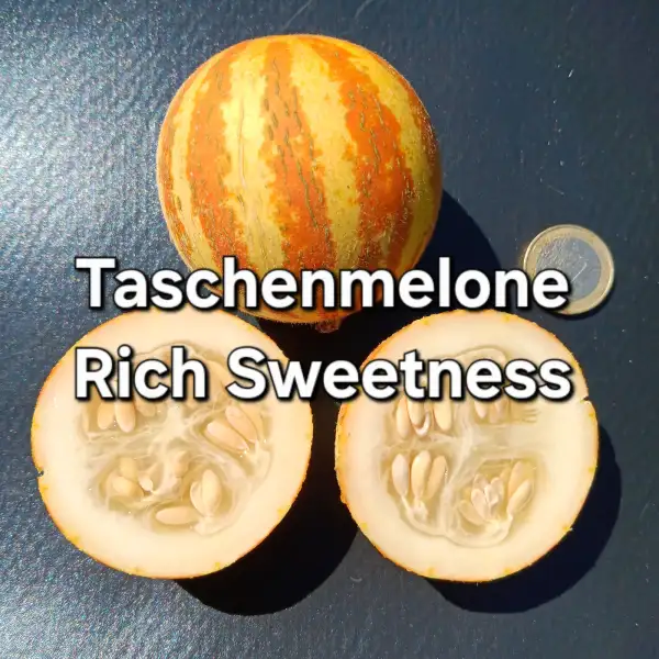Melonen: Taschenmelone Rich Sweetness