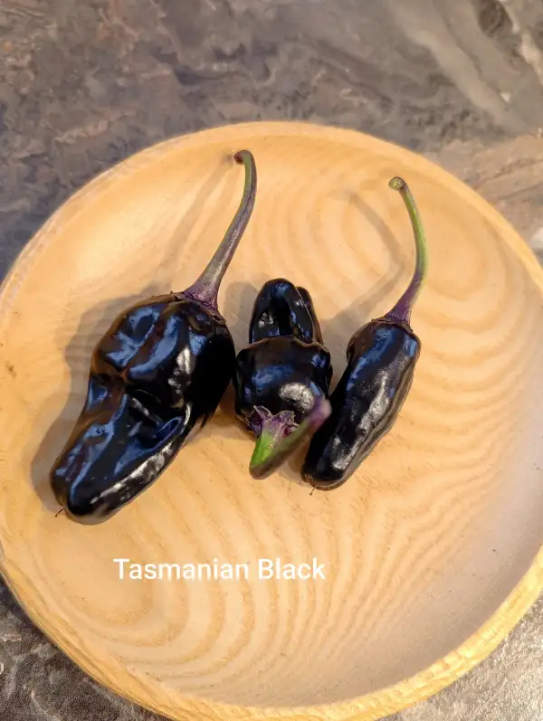 Chili / Paprika: Tasmanian Black