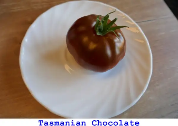 Tomaten: Tasmanian Chocolate