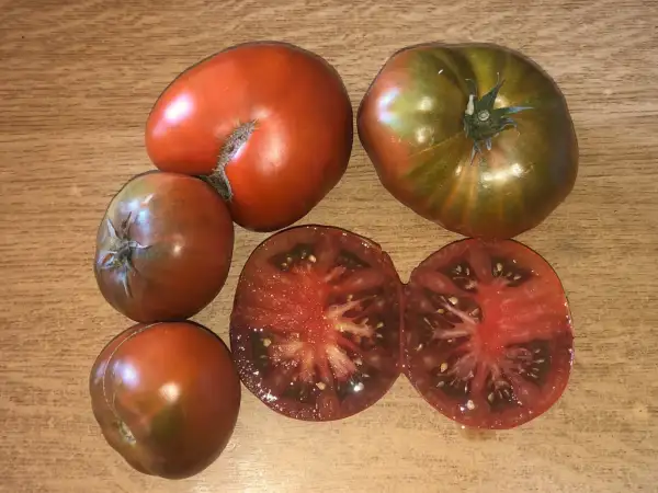 Tomaten: Tasmanian Chocolate
