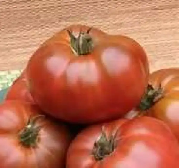 Tomaten: Tasmanian Chocolate