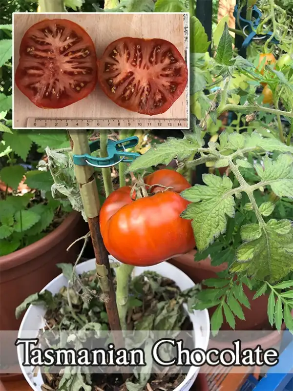 Tomaten: Tasmanian Chocolate (Dwarf)