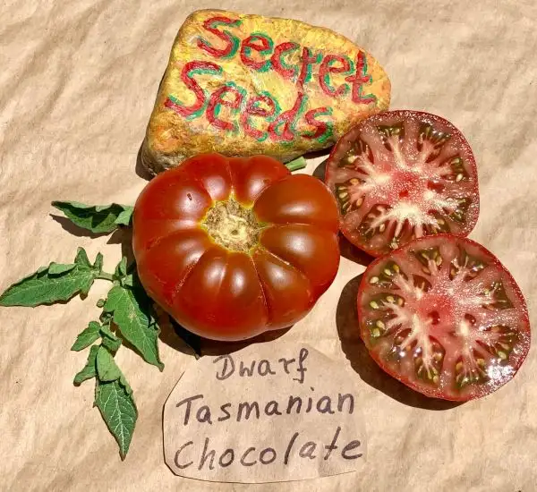 Tomaten: Tasmanian Chocolate (Dwarf)