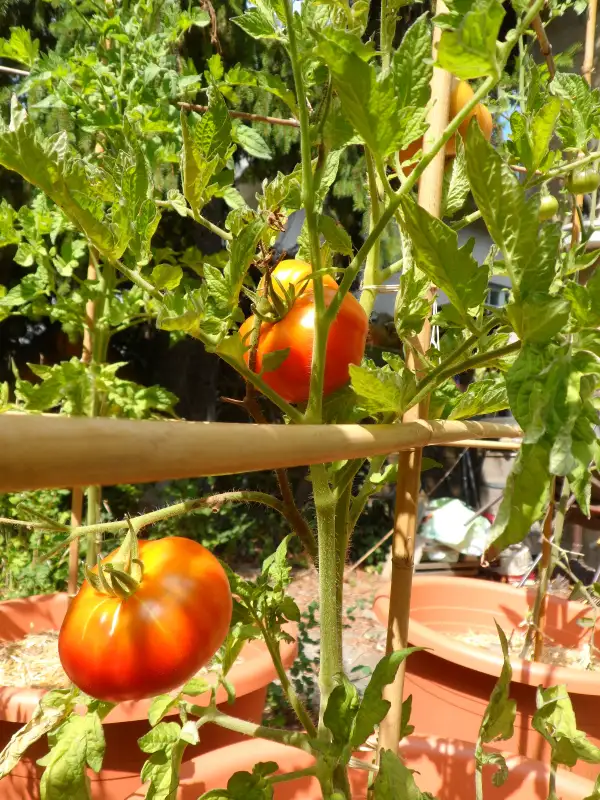 Tomaten: Tasmanian Chocolate (Dwarf) ( Kat# 2141 )