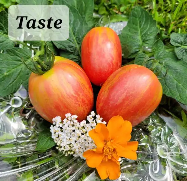 Tomaten: Taste