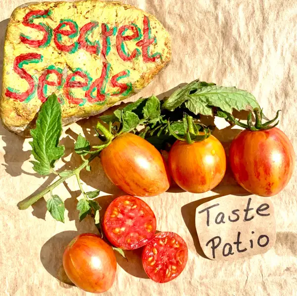 Tomaten: TASTE PATIO