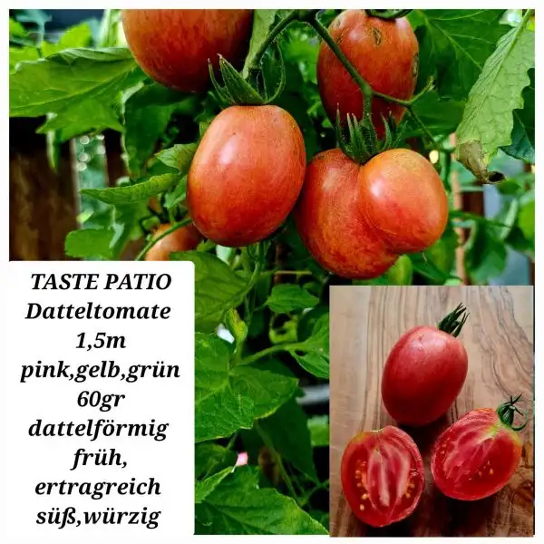 Tomaten: TASTE PATIO