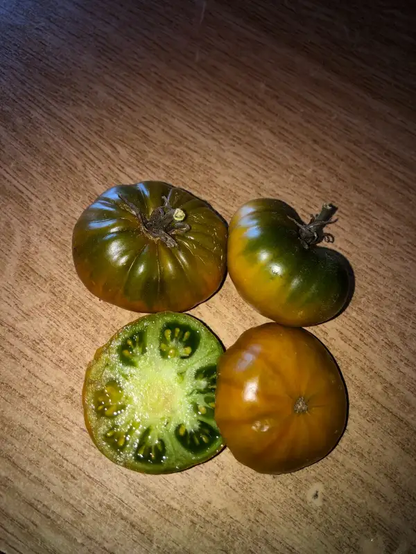 Tomaten: Tasty Evergreen