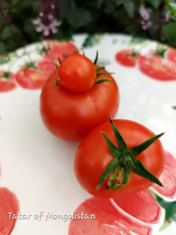 Tomaten: Tatar of Mongolistan