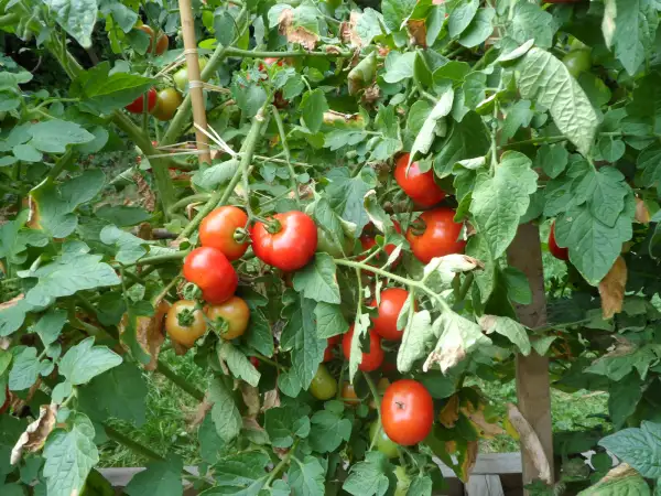 Tomaten: Tatar of Mongolistan ( Kat# 2168 )