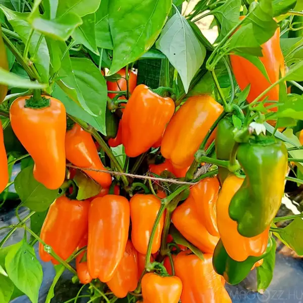 Chili / Paprika: Tatayoyo