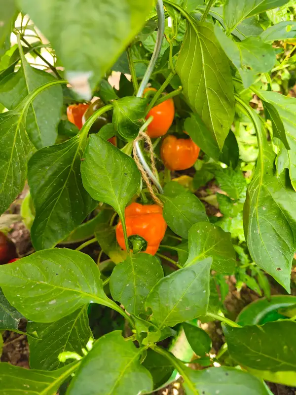 Paprika: Tatayoyo