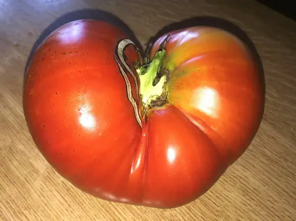 Tomaten: Tatie Dom