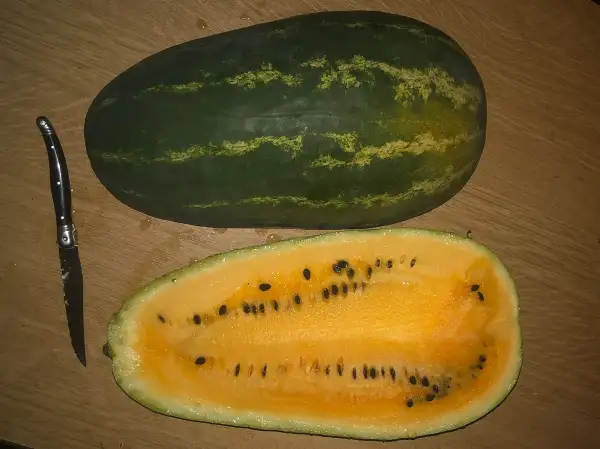 Melonen: Tatjana wassermelone