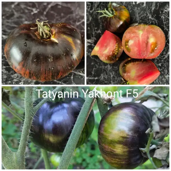 Tomaten: Tatyanin Yakhont F5