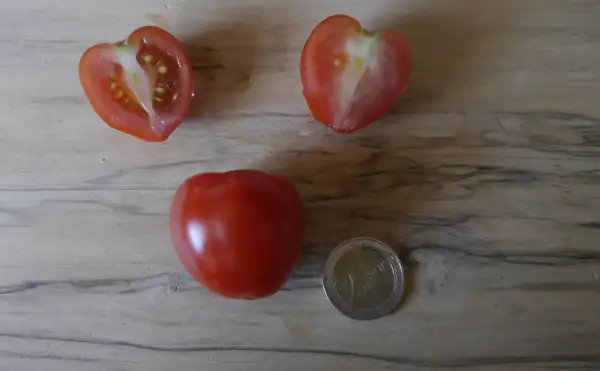 Tomaten: Taubenherz