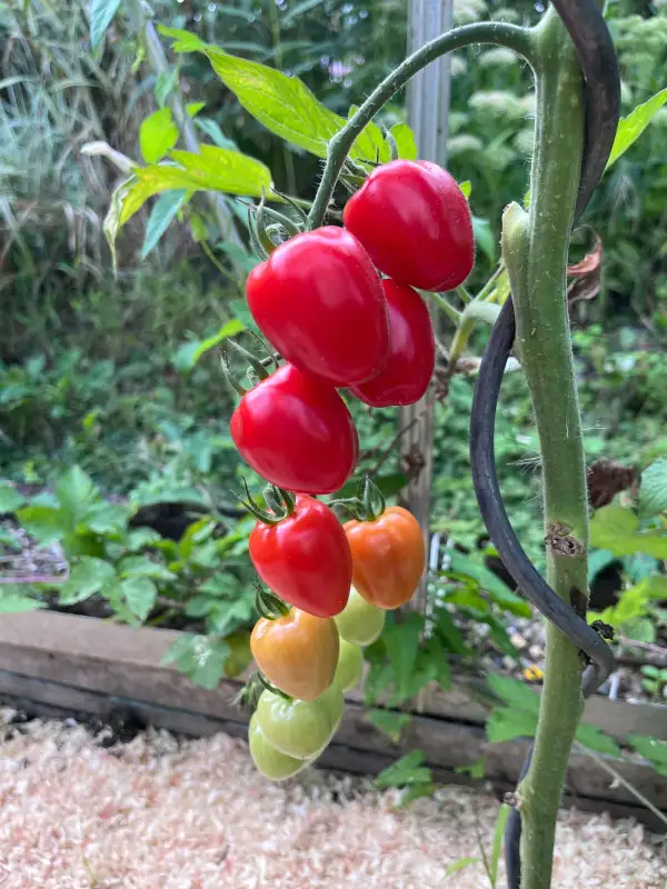 Tomaten: Taubenherz