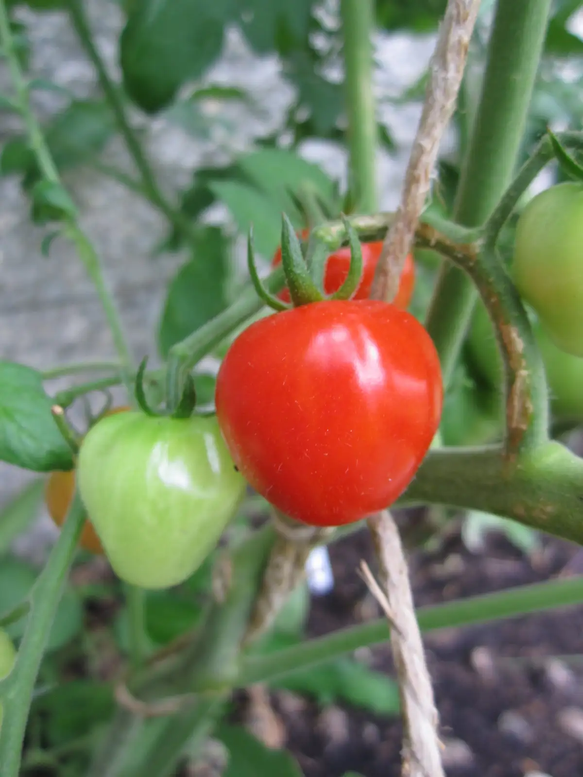 Tomaten: Taubenherz