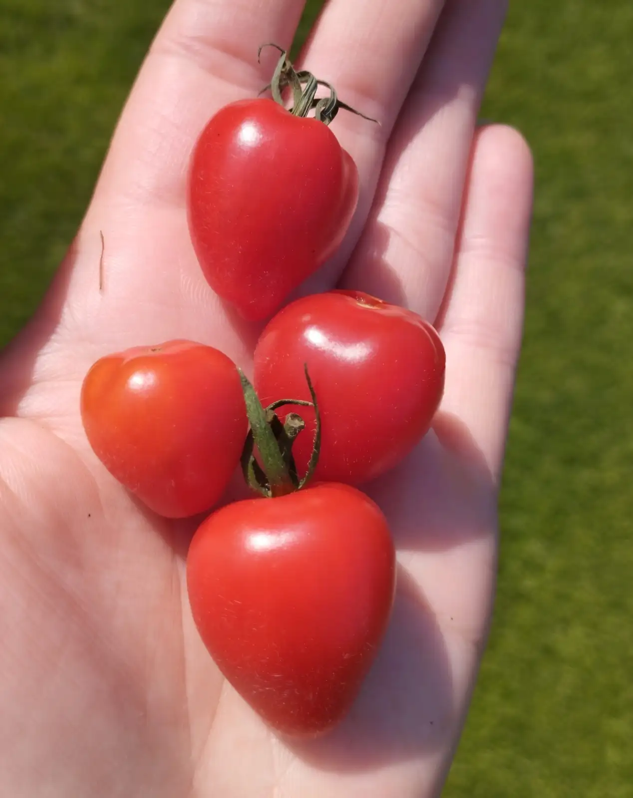 Tomaten: Taubenherz