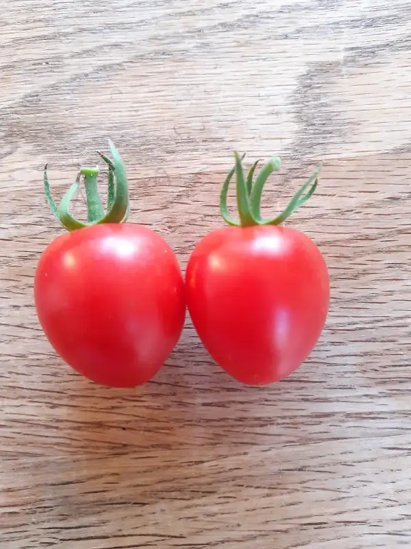 Tomaten: Taubenherz