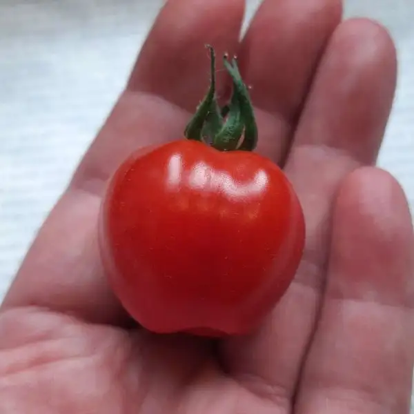 Tomaten: Taubenherz