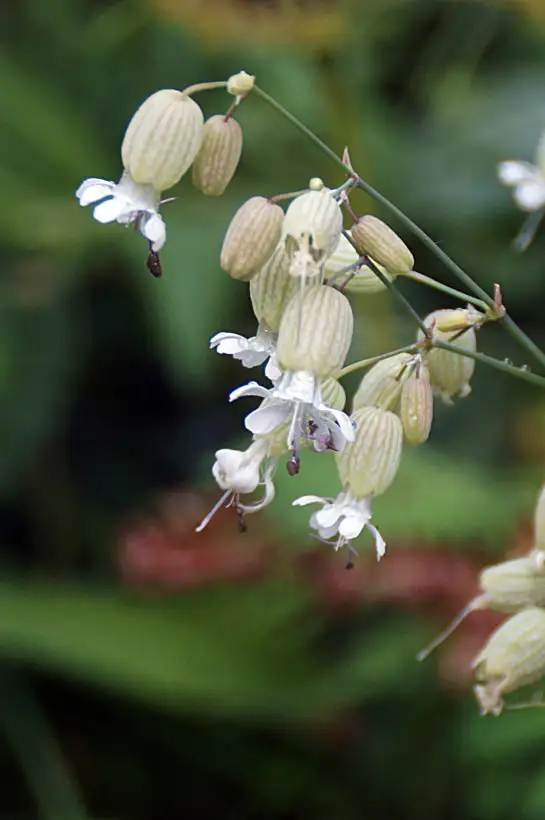 Blumen: Taubenkropf-Leimkraut