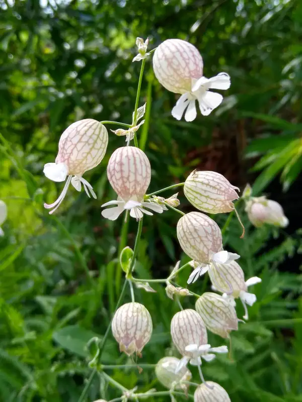 Blumen: Taubenkropf-Leimkraut