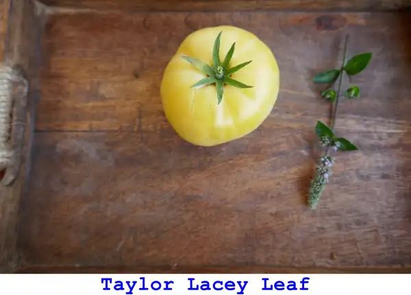 Tomaten: Taylor Lacey Leaf