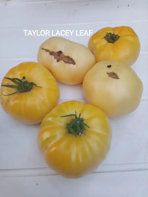 Tomaten: Taylor Lacey Leaf