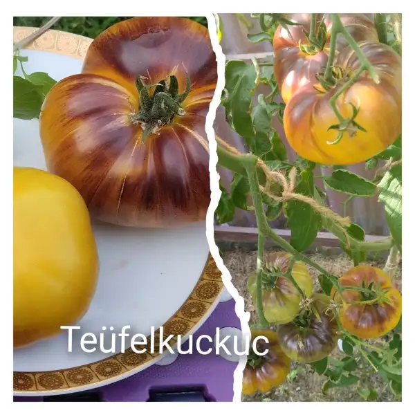 Tomaten: Teüfelkuckuc