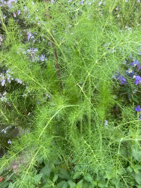 Kräuter: Tee- und Gewürzfenchel