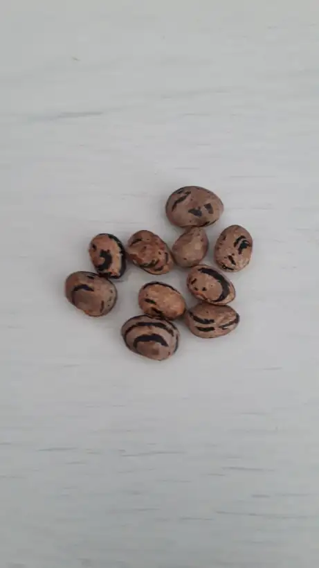 Bohnen: Tega Gnocca