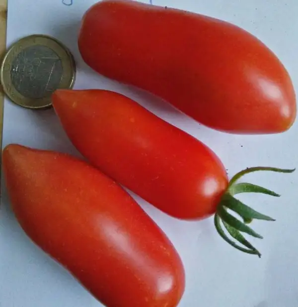 Tomaten: Tegucigalpa (2021)