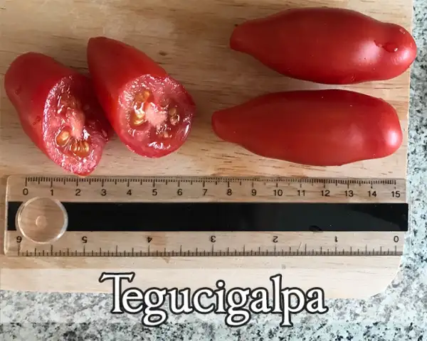 Tomaten: Tegucigalpa