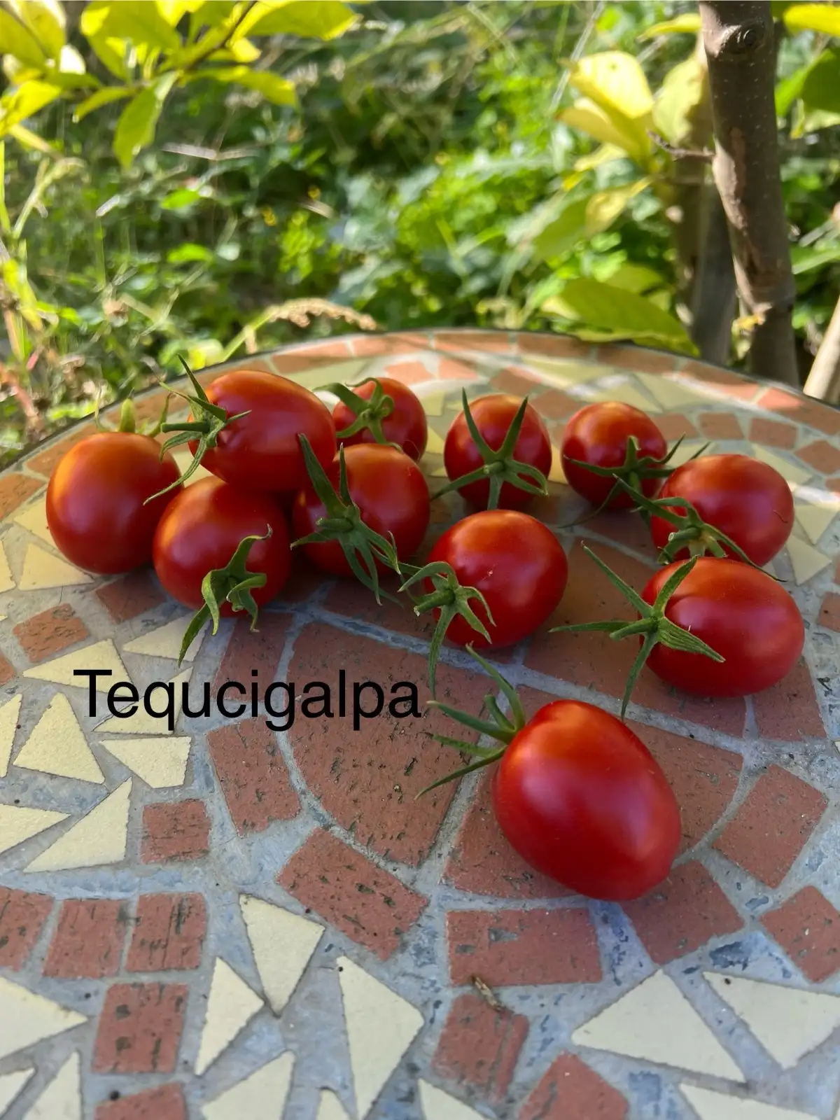 Tomaten: Tegucigalpa