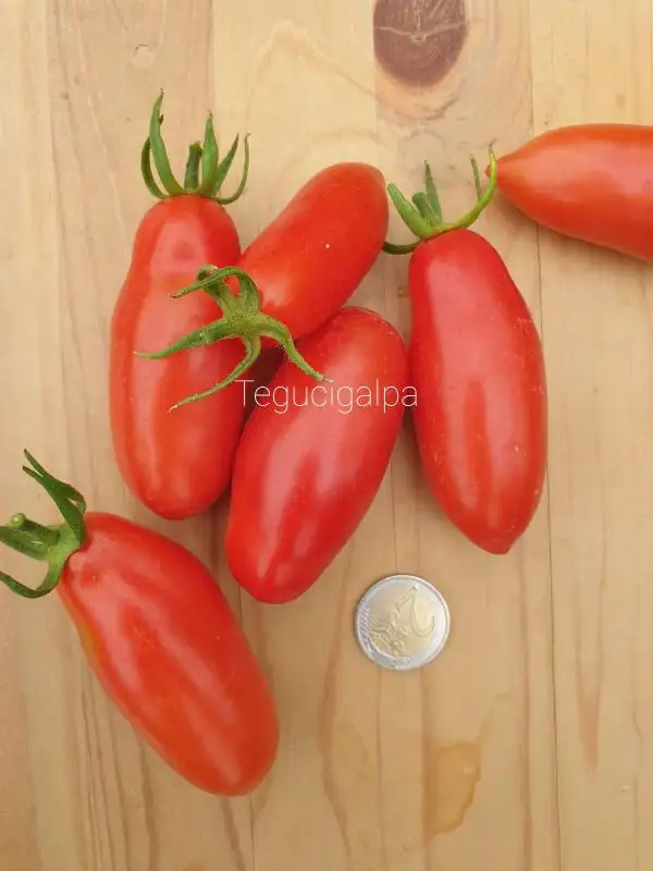 Tomaten: Tegucigalpa