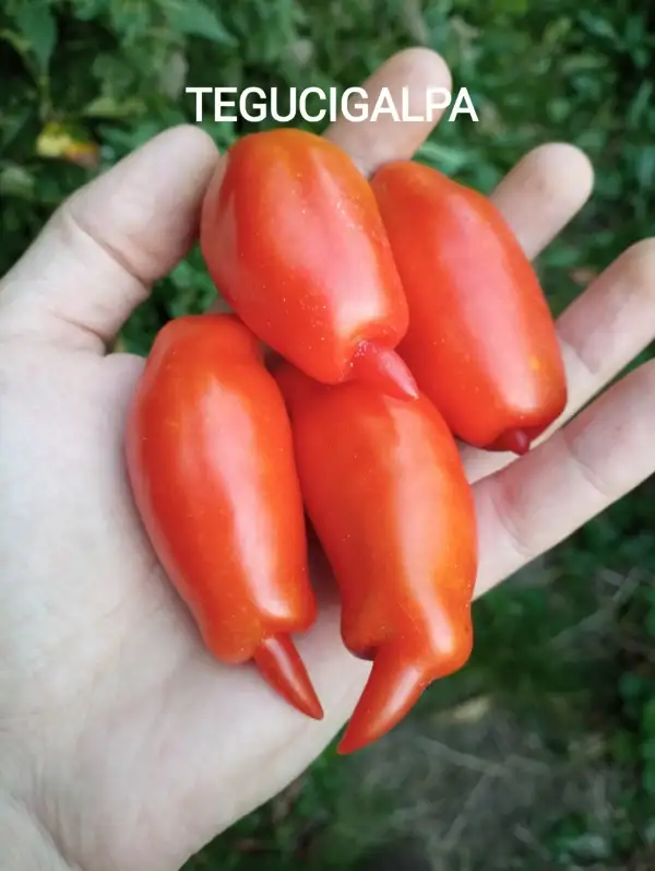 Tomaten: Tegucigalpa